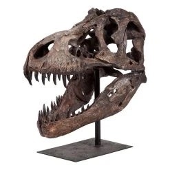 Brand new ❤️ Mercana Lagrane Brown Resin Dinosaur Skull Replica - 19.0L X 11.0W X 20.0H 💯