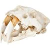 Deals ⭐ Mercana Fozzil Off-White Resin Sabertooth Cat Skull Accent Piece - 9.0L X 9.1W X 15.0H 👍