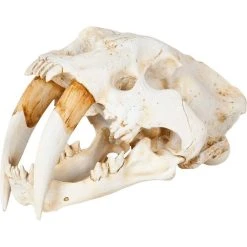 Deals ⭐ Mercana Fozzil Off-White Resin Sabertooth Cat Skull Accent Piece - 9.0L X 9.1W X 15.0H 👍