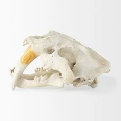Deals ⭐ Mercana Fozzil Off-White Resin Sabertooth Cat Skull Accent Piece - 9.0L X 9.1W X 15.0H 👍 -Mercana Shop Mercana Fozzil Cream Resin Sabertooth Cat Skull Accent Piece 1