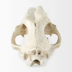 Deals ⭐ Mercana Fozzil Off-White Resin Sabertooth Cat Skull Accent Piece - 9.0L X 9.1W X 15.0H 👍 -Mercana Shop Mercana Fozzil Cream Resin Sabertooth Cat Skull Accent Piece 2